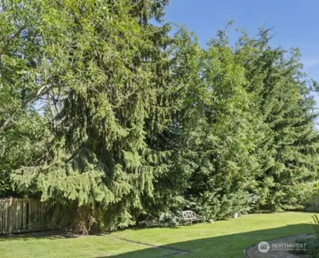 Evergreen trees -A squirrel sanctuary