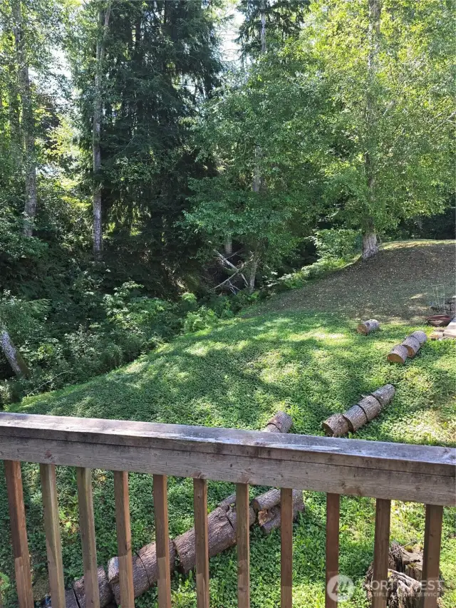 Forest Backyard