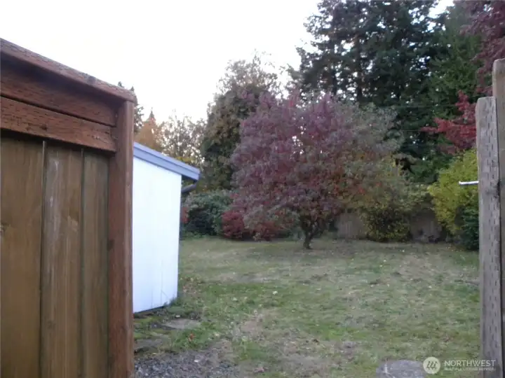 Back Yard 1