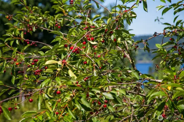 Multiple cherry trees