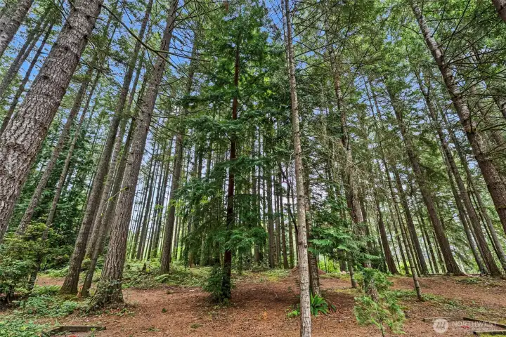 a redwood tree