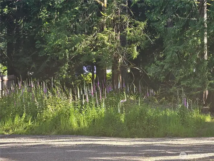 Rear view of property with wild flowers