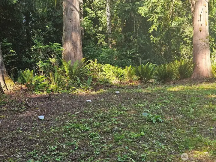 Left side of property with septic