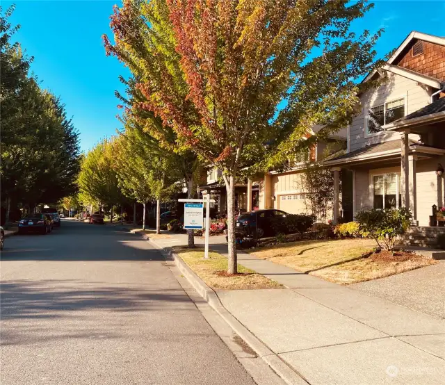 Beautiful tree lined street.