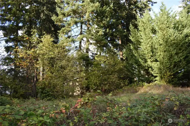 Secluded lot with cedar and fir trees