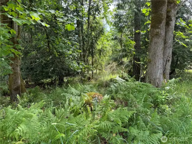 Partially Cleared with some nice fir and cedar trees there is a Greenbelt between this lot and Walker