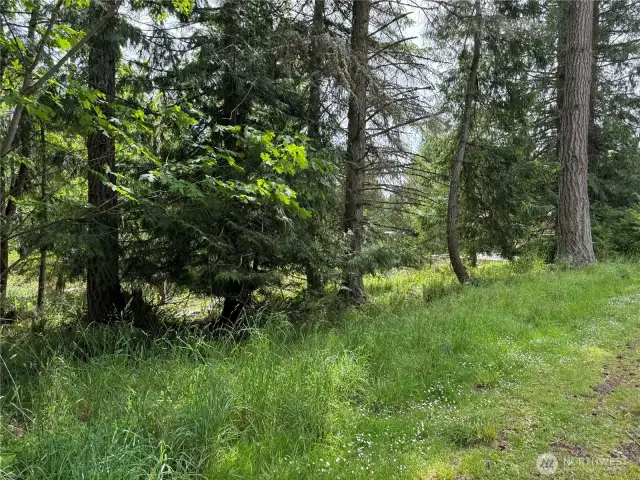 Another view of the Beautiful Fir tree could be a circular drive way.
