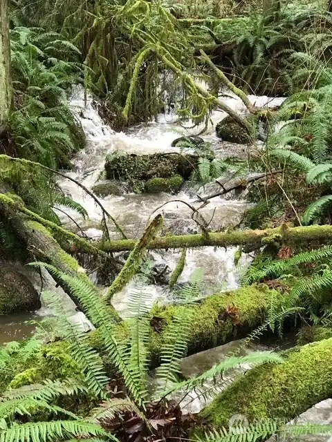Tiger Mountain Trail is just a 5 minute walk
