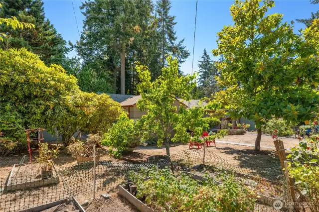 GARDEN AREA W/ APPLE AND PEAR TREES