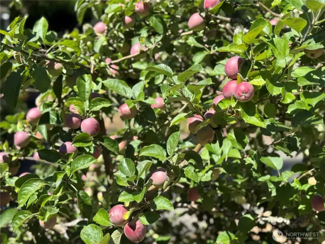 FRUIT TREES