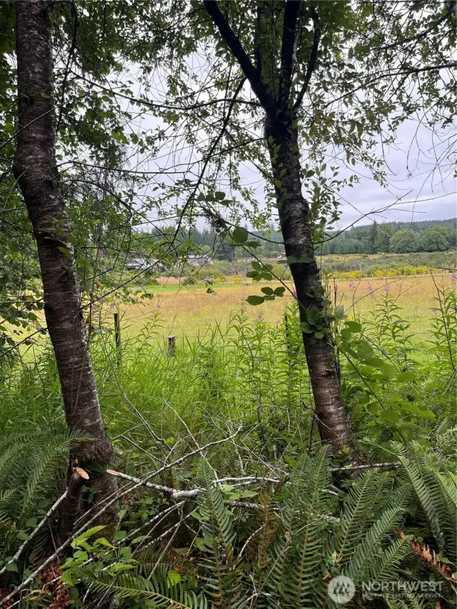 View of pasture area.