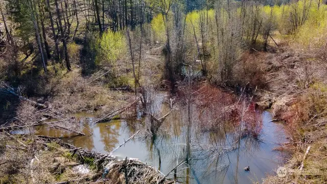 beaver ponds