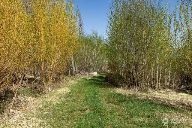 quaking aspens