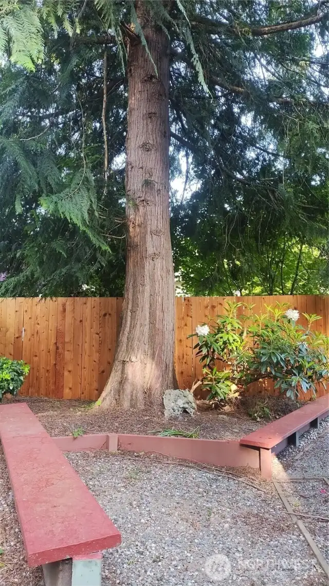 Gorgeous trees throughout the community and this one is in the backyard of unit A