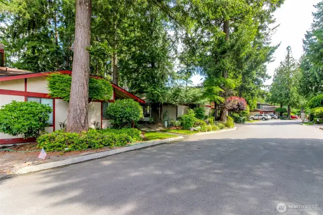 Unique looking neighborhood with a Pacific NW theme of lush landscaping featuring Rhododendrons and evergreen trees.
