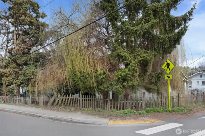 This willow hasn't completely filled out yet, but it's gorgeous!