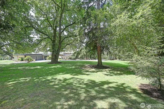 Gorgeous Elm tree.