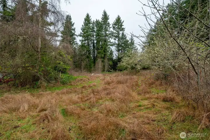 Some firs, also fruit trees on the property.