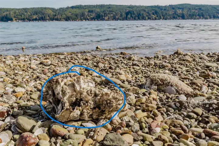 Captured this clump of oysters with baby mussels (the black spot) growing on it.