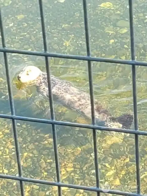 Seller photo. Seal near waterfront at deck.