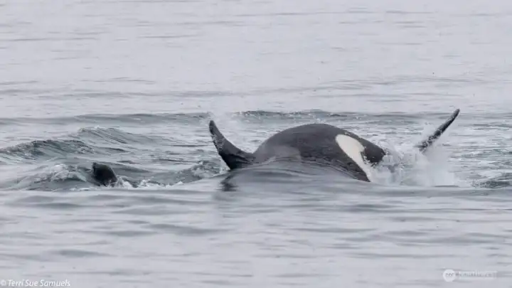 Seller photo from the deck of whale in Hood Canal.