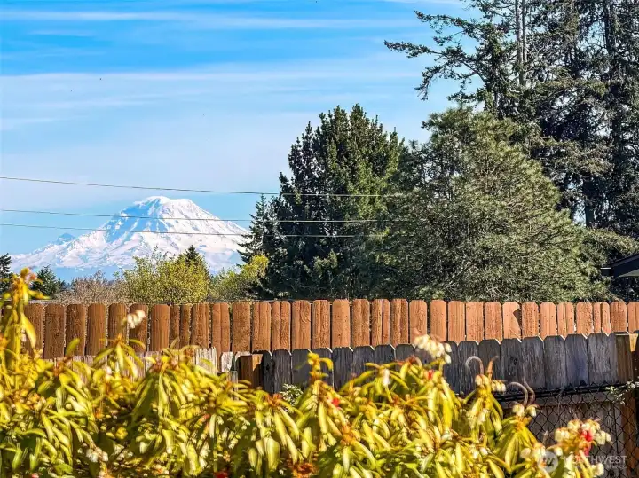View from of Mount Rainier from backyard
