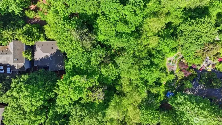 Live in a Forest Surrounded by the city Live in a Forest Surrounded by the city