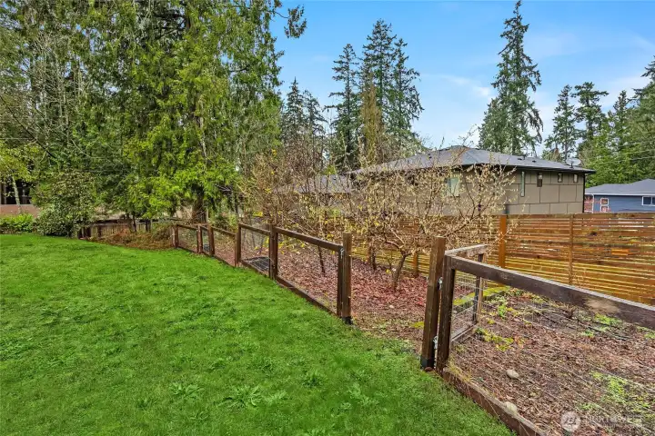 Fenced fruit trees at back of property.
