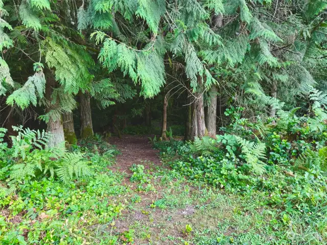 Another riding trail into the forest, on this property