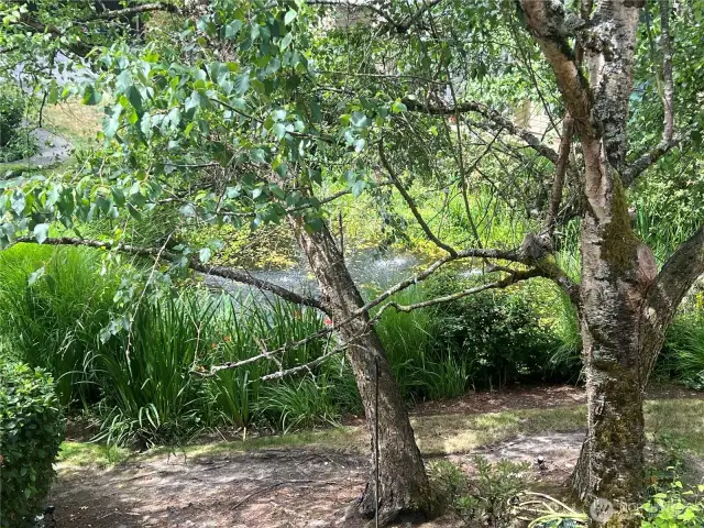 View from Deck