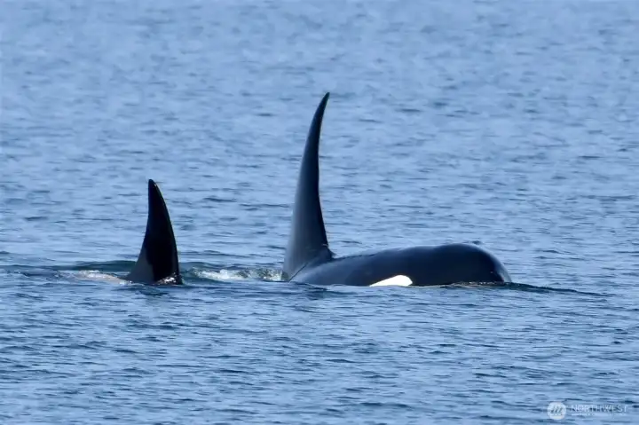 Frequent visitors, these pictures were taken at the beach access.