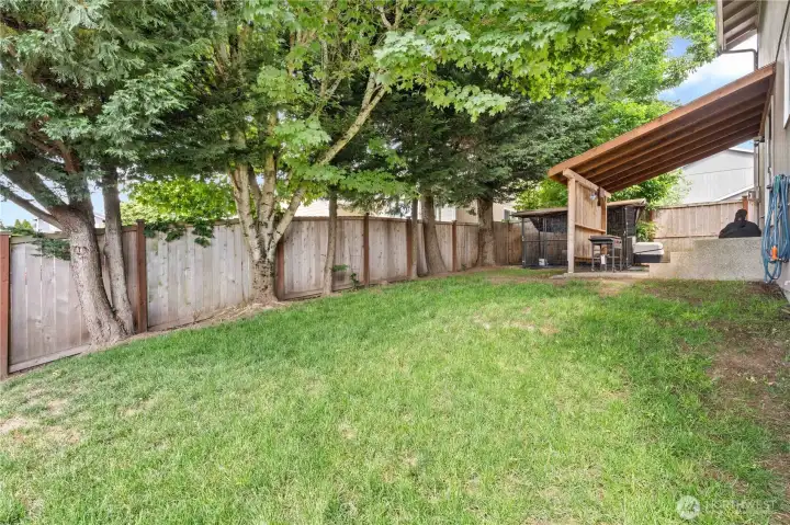 Back yard