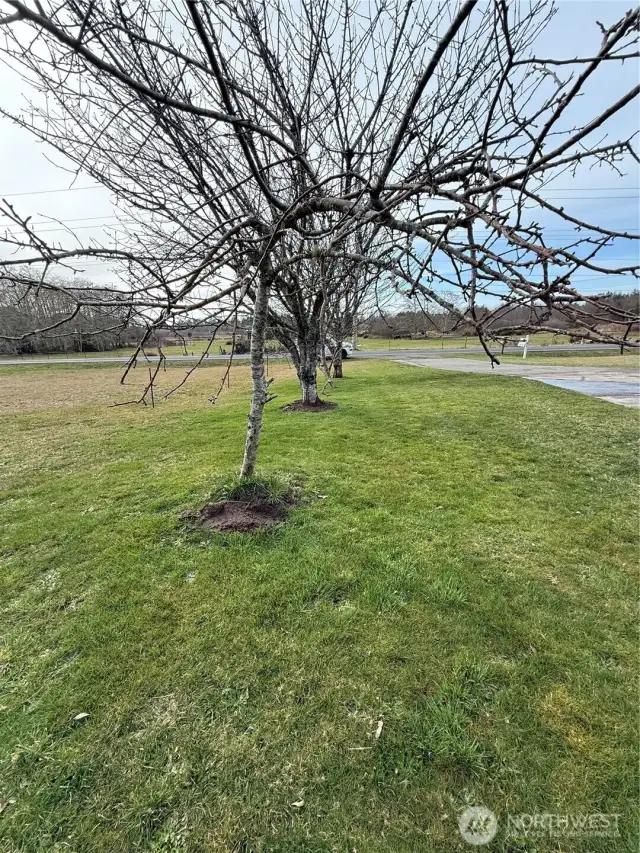 Fruit trees along driveway