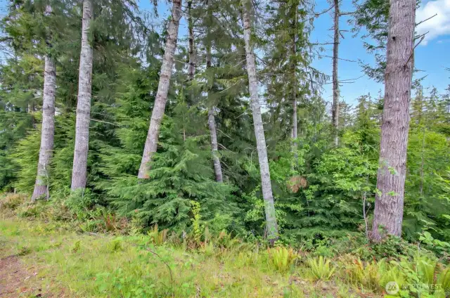 Trees