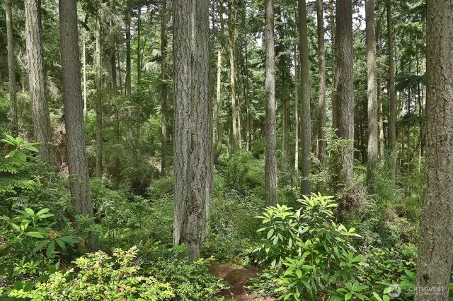 Come befriend the forest~Your property has  trails that lead to the adjacent 15 acre  sculpture forest, the Price Sculpture Forest (www.scupltureforest.org). The trails provide a shortcut to Parker Road making your walk to Coupeville approximately 1.5 miles.