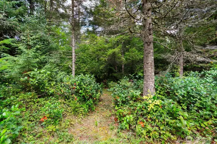 The back lot is a peaceful forest oasis.