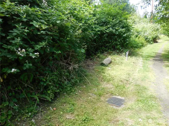 Not quite sure , but shot the Drainage Grid here and this trail at the North side of our lot which is the short walk to Lombard Street