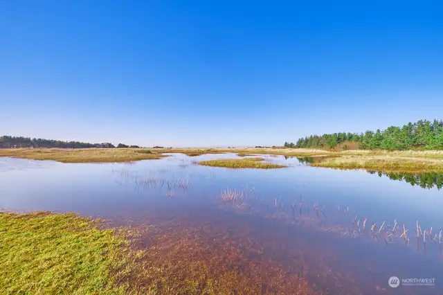 Watch geese and ducks hatch their babies on seasonal "Breakers Lake".