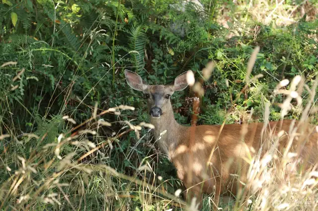 Friendly fauna frequents the property.