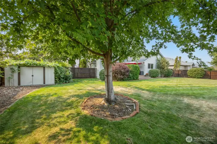 Mature shade trees and shed