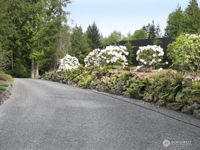 Blooms along Driveway