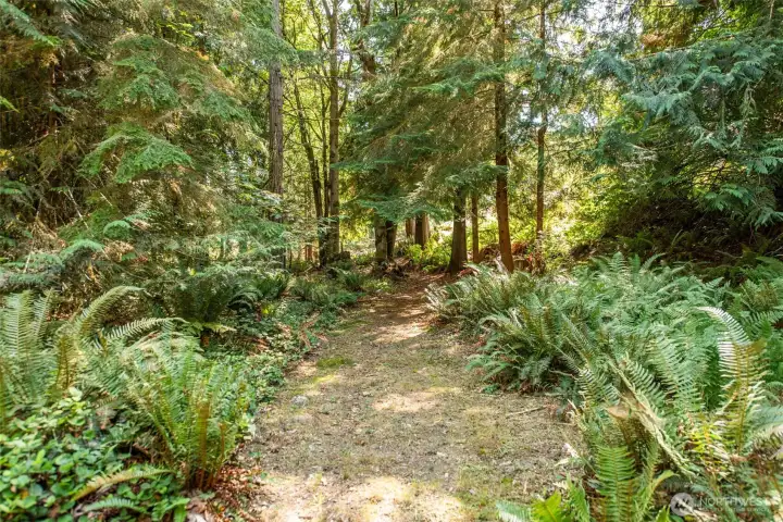 Marketable Timber