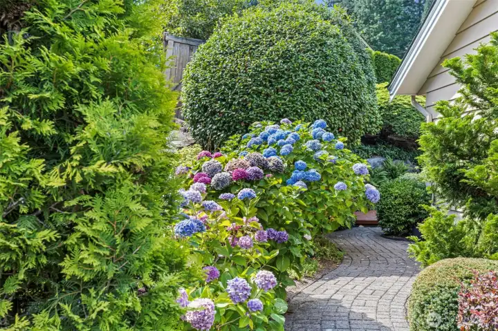 Stunning hydrangeas in the summer time