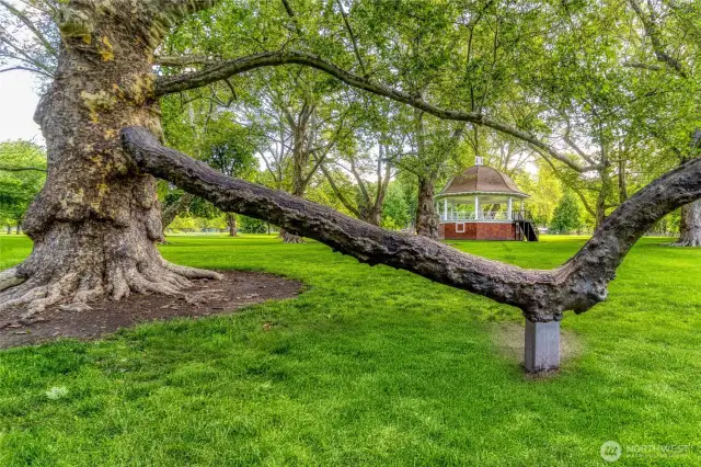 Pioneer Park bronze branch