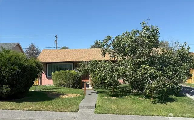 St view with walnut tree