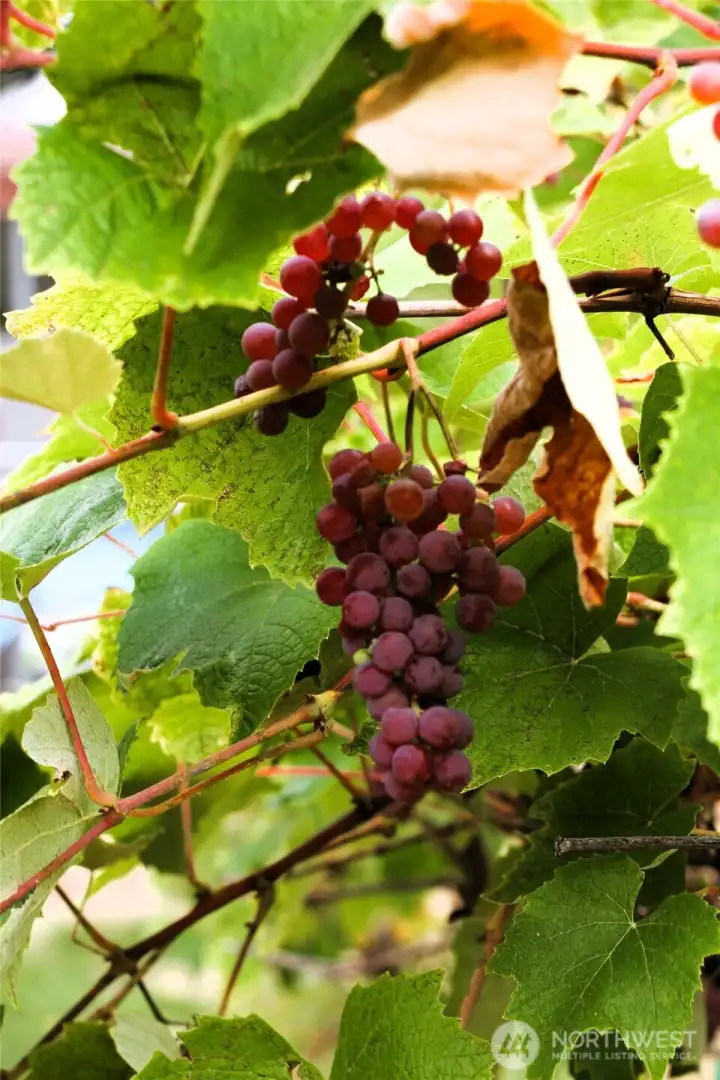 A lot of beautiful grapes, and pears in yard
