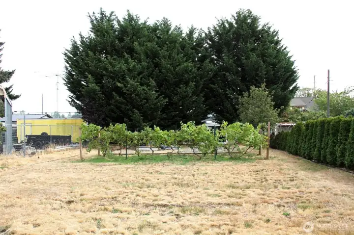 View of backyard
