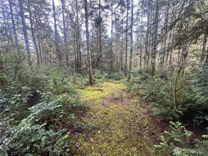 Many Mature trees meander through the property