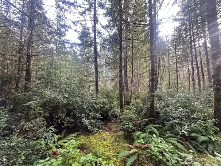 Many mature trees on property.