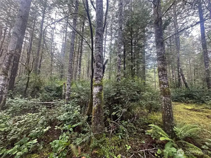 Peaceful retreat in the woods.